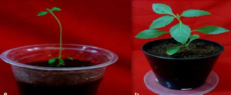 (a) Acclimatisation of plantlet; (b). Acclimatised plant after 4 weeks. | Download Scientific ...