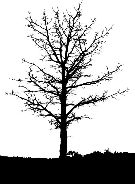 Download Barren Tree, Tree Silhouette, Leafless Tree. Royalty-Free ...