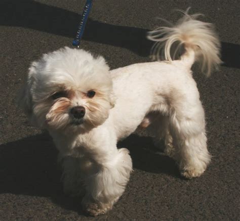 Maltese Show Dogs Puppies | Maltese dog breed, Maltese dogs, Maltese puppy