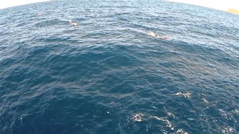 A Quadcopter View of Snorkeling with Utila Whale Sharks • Scuba Diver Life