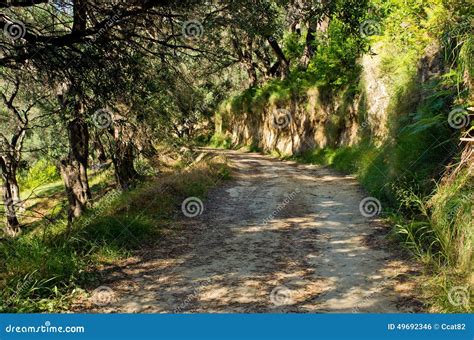 Olive Orchard on Corfu Island, Greece Stock Photo - Image of farm, grass: 49692346