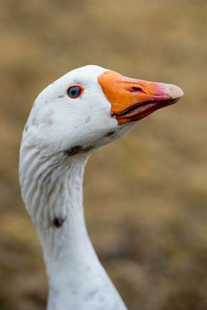 Premium Photo | Goose close up portrait