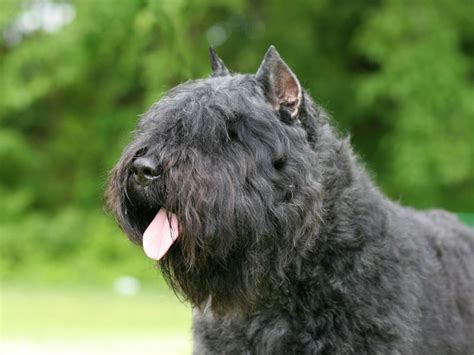 The Bouvier des Flandres—From Farm Dog to War Dog to Family Pet – American Kennel Club