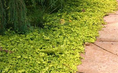 10 Most Resilient Ground Covers For Your Garden - Page 2 of 2 - Mental ...