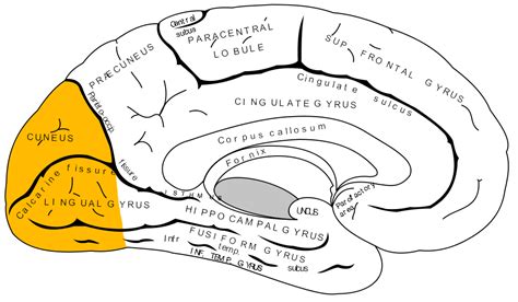 Occipital lobe