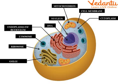 Cell - Learn Definition, Parts, Types & Functions