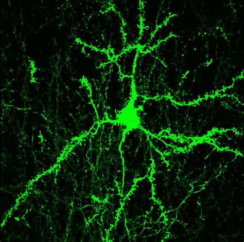 Microglia Maintenance of Neuron Synapses