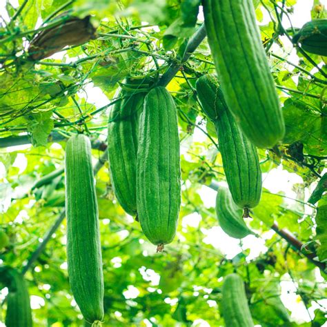 Gourd Seeds - Luffa Gourd – The Incredible Seed Company Ltd