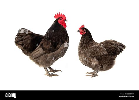 Male and female chickens ( rooster and hen ) Blue Australorp isolated ...