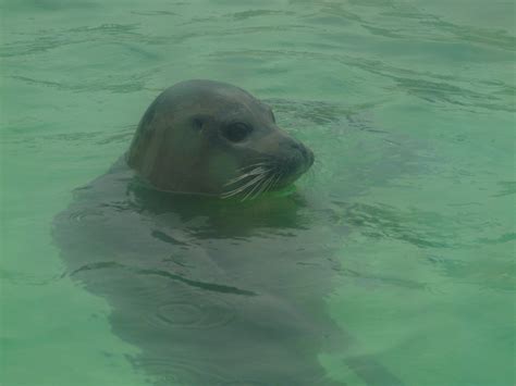 Free Images : water, ocean, seal, animals, seals, vertebrate, sea life, dolphin, marine mammal ...