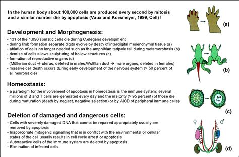 Figure 1 from Introduction to Apoptosis Introduction to Apoptosis ...