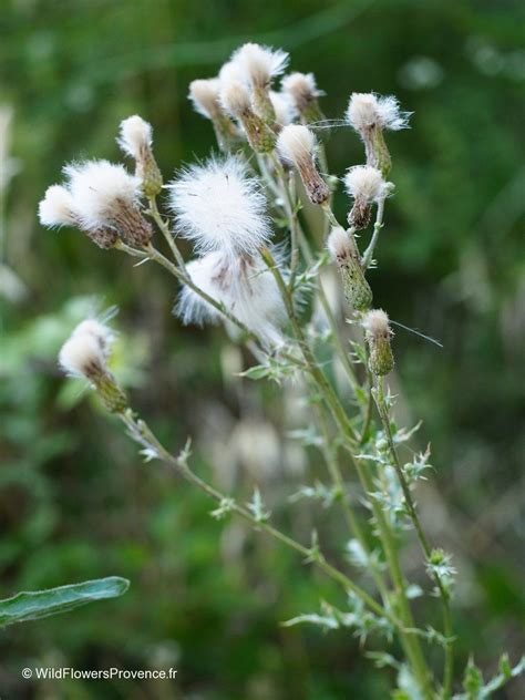 Cirsium arvense - wild in Provence