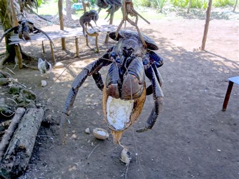 Coconut Crab – "OCEAN TREASURES" Memorial Library