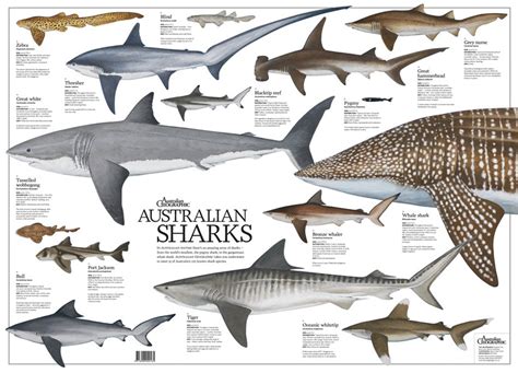 Australian Sharks Poster (folded) - Australian Geographic