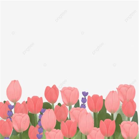 Beautiful Pink Tulips, Bunga, Kebun, Pink PNG Transparent Clipart Image and PSD File for Free ...