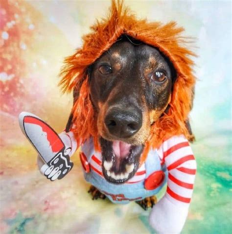 CHUCKY PET COSTUME Funny Pet Costume Chucky Dog Costume | Etsy | Dog ...