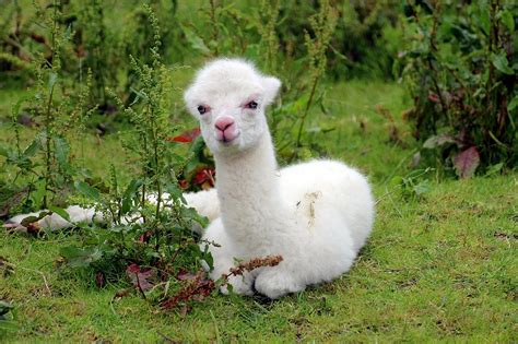 Cute Baby Alpaca Photos, Videos and Facts - Animal Hype