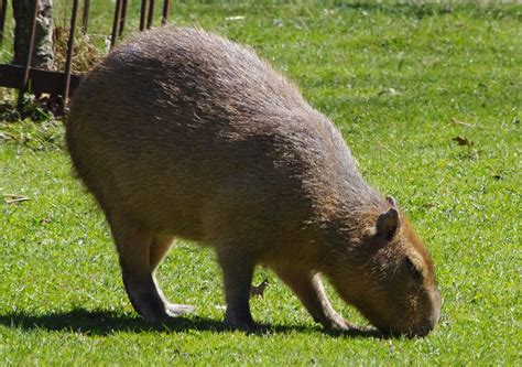 Capybara | High Park Zoo - Toronto's Oldest Zoo | jmaxtours | Flickr