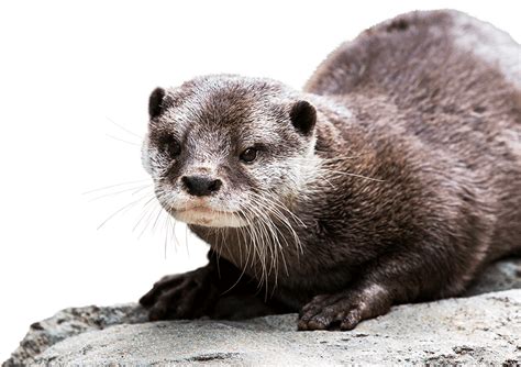 Asian Small-clawed Otter - National Zoo & Aquarium