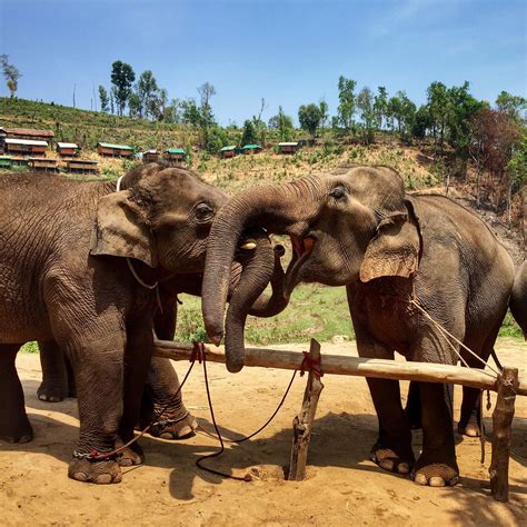 Mahout Elephant Training Center In Chiang Mai