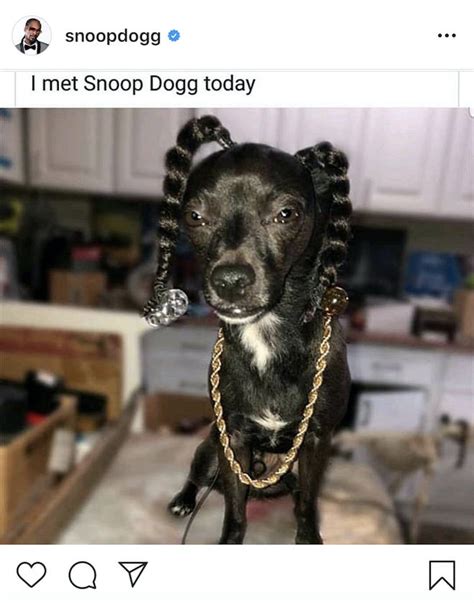 Snoop Dogg Dog Meme: Unleashing the Hilarity of Hip-Hop’s Iconic Canine ...