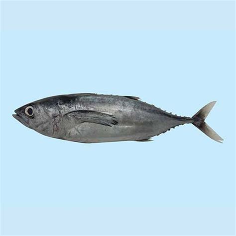 Tuna Fish (small) - Grand Wynn Enterprise LTD