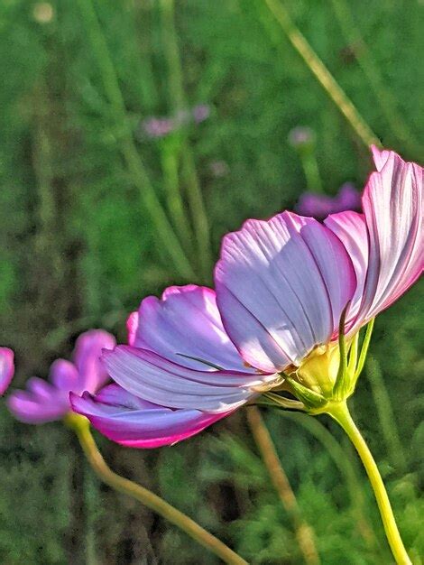 Premium Photo | Close-up of pink crocus flowers