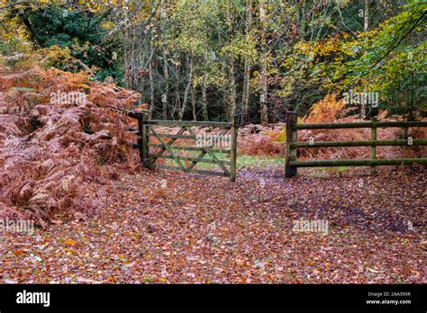 New Forest, Autumn Colours, Five-bar gate, Hampshire, England, UK Stock ...