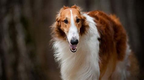 Borzoi - Price, Temperament, Life span