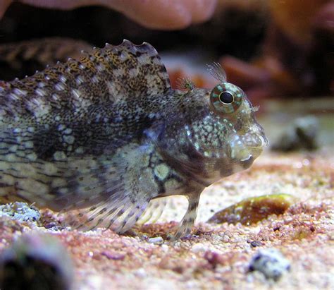 Lawnmower Blenny | Saltwater aquarium, Saltwater aquarium fish, Aquarium fish