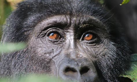 How gorilla tourism can benefit wildlife and people - Technology Saving Wildlife