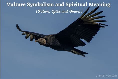 Vulture Symbolism and Meaning (Totem, Spirit and Omens) - Animal Hype