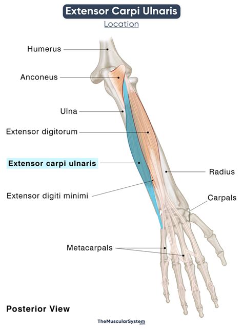 Extensor Carpi Ulnaris: Action, Origin, Insertion, & Innervation