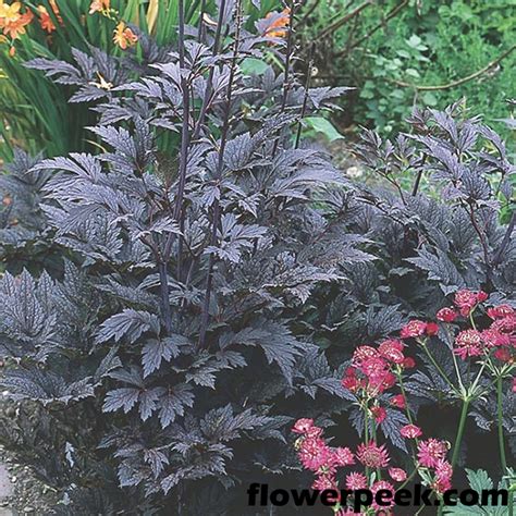 Information about Black Snakeroot plant (Cimicifuga racemosa)