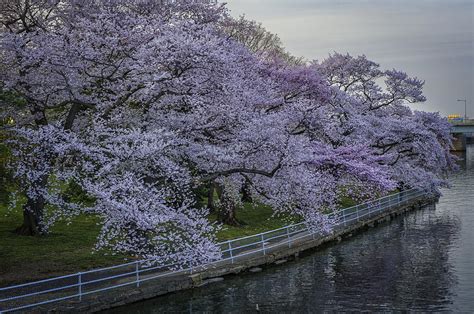 Cherry blossoms along the Potomac River Washington DC 88 Photograph by Mark Serfass - Fine Art ...