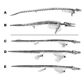 Evolution Of Whale