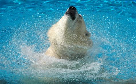 Close up photography of Polar bear near body of water during daytime HD ...