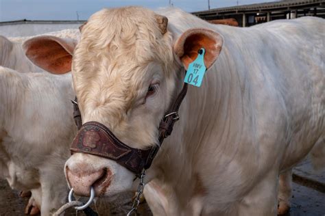 Charolais Cattle, South Africa