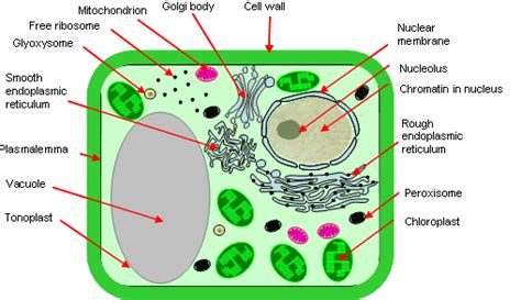 Eukaryote - Conservapedia