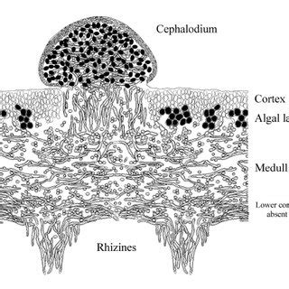 Specialized Structures Of Lichen