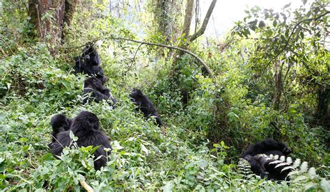 Virunga Mountains safaris with Africa Travel Resource