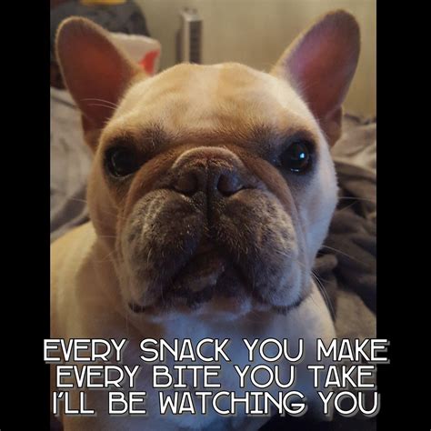 Chaka Khan the French Bulldog, begging to the 10th power | French bulldog funny, French bulldog ...