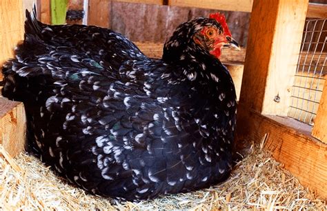 SOS Broody Hen: 8 Ways To Stop Broodiness In Chickens | Chicken Fans