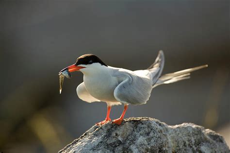 Common Tern, Sterna Hirundo, On Eastern Photograph by Jose Azel