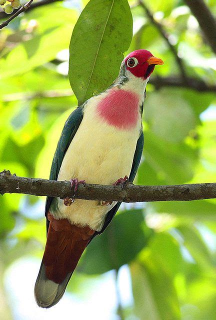 Jambu Fruit Dove (male) | Pretty birds, Beautiful birds, Pet birds