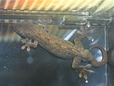 Gekko japonicus / Japanese gecko in Ueno Zoological Gardens