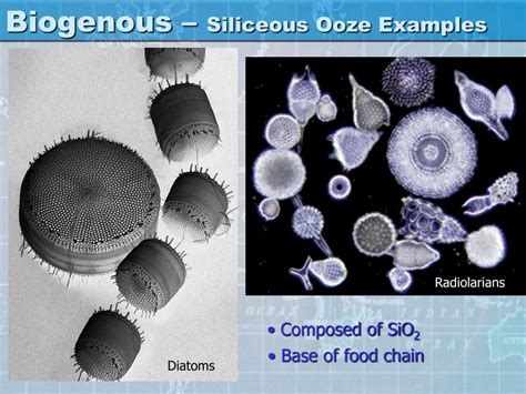 PPT - Ocean Sediments PowerPoint Presentation, free download - ID:464967