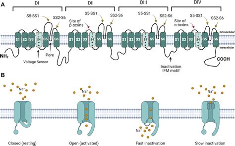 | Voltage gated sodium channel structure and function. (A) The channel ...