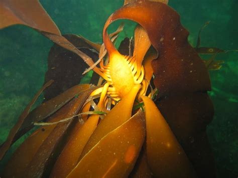 Pterygophora califórnica | Baja california sur, Baja california, California