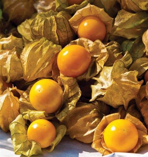 Cape Gooseberry Ground Cherry Seeds | Etsy in 2021 | Cherry seeds, Cape ...